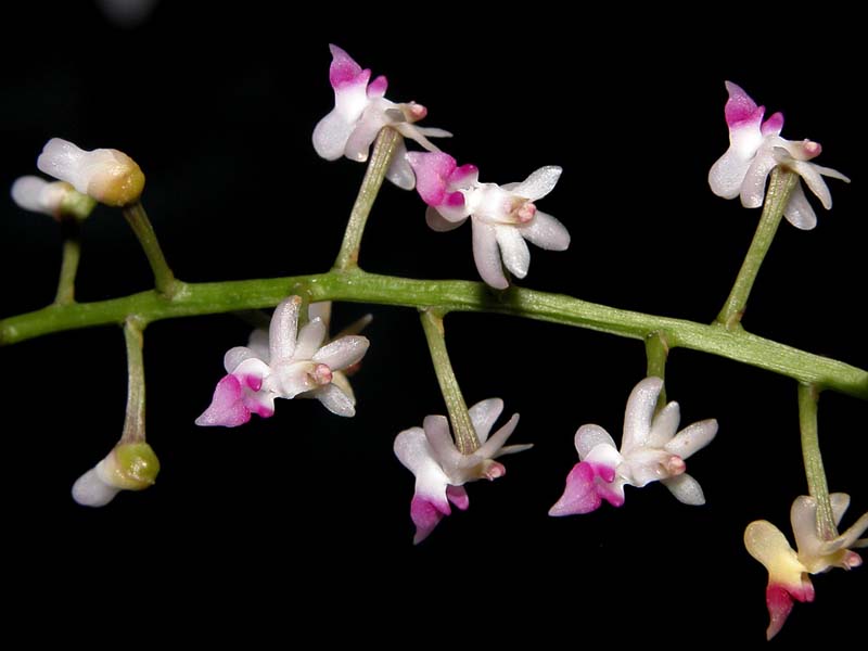 cleisostoma_flabelliformis_cd