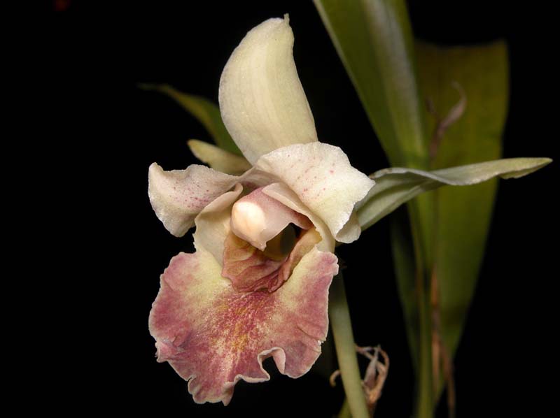 cochleanthes_ionoleuca_ws_cd