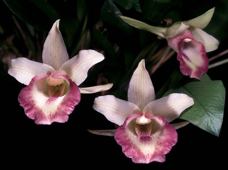 cochleanthes_marginata_cd