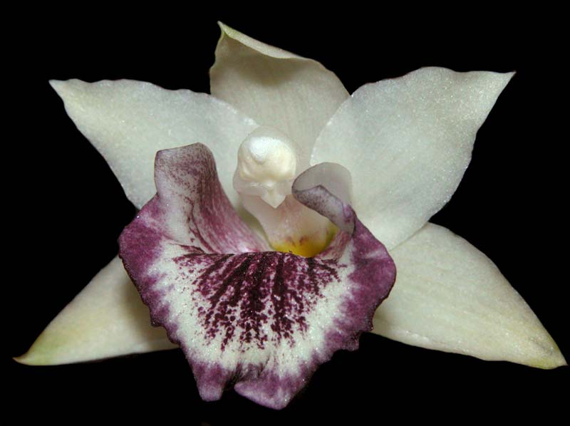 cochleanthes_palatina_ws_cd