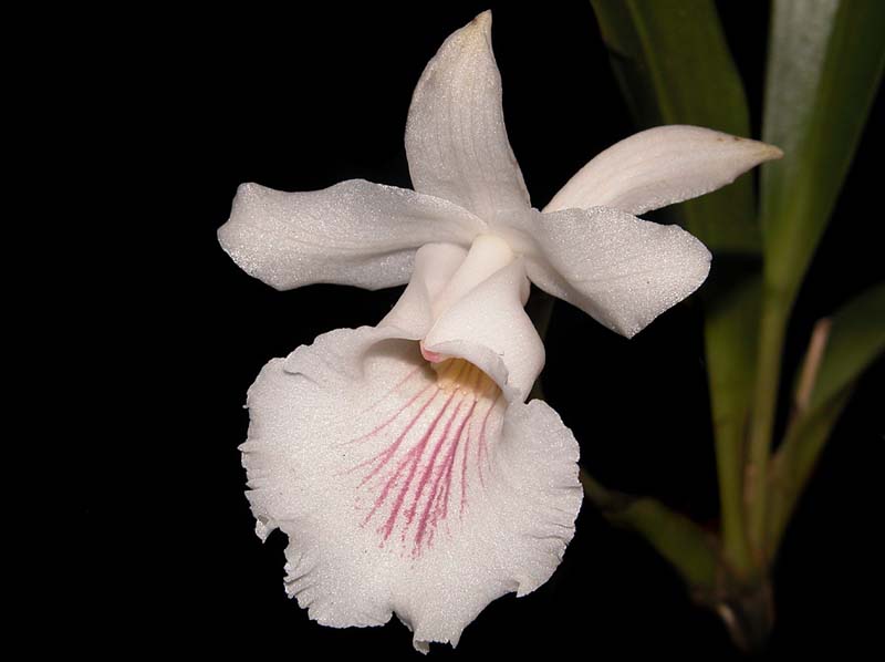 cochleanthes_velutina2_cd