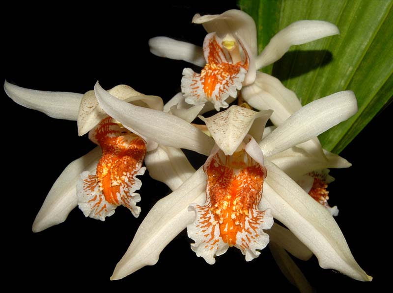 coelogyne_asperata2_ws_cd