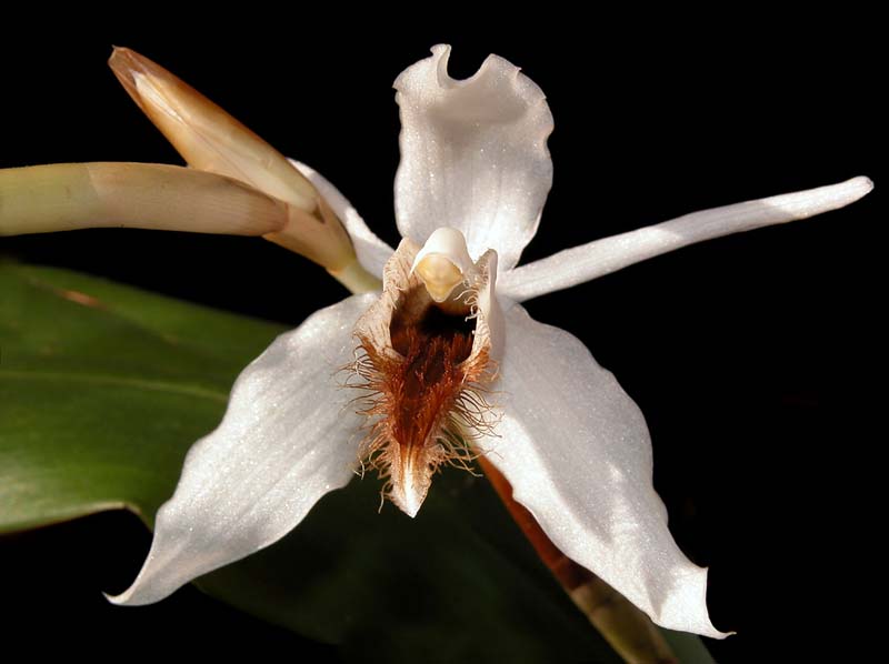 coelogyne_barbata_ws_cd