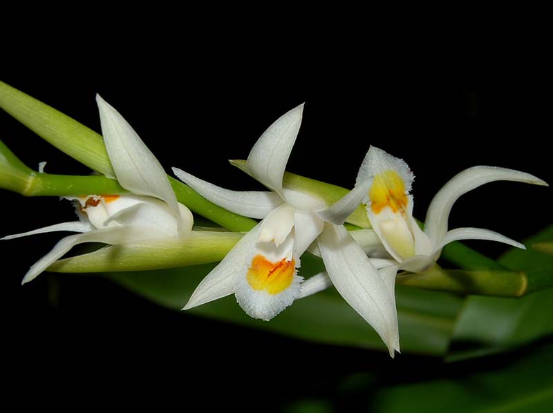 coelogyne_calcicola_ws_cd