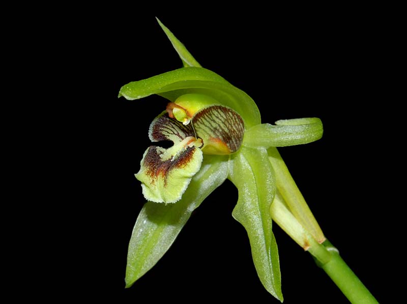 coelogyne_chloroptera_ws_cd