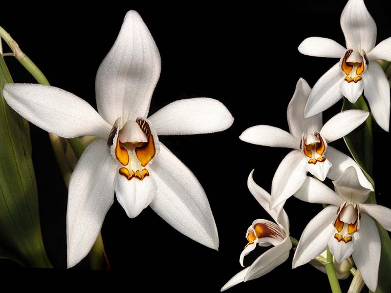 coelogyne_corymbosa_cd