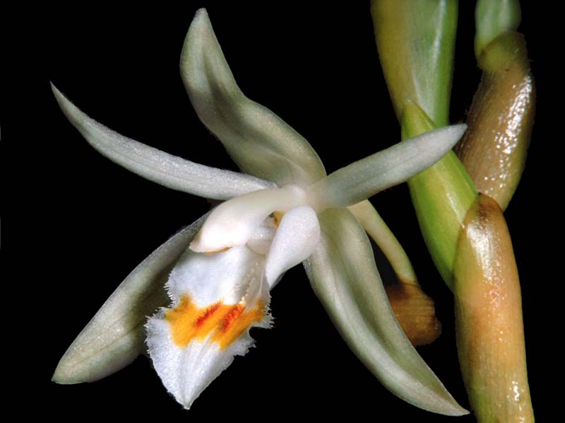 coelogyne_elata_cd