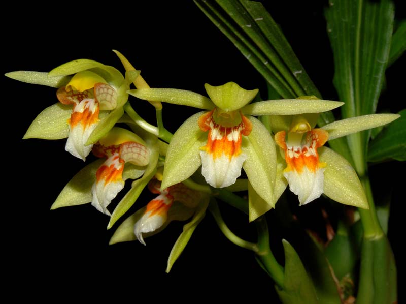 coelogyne_erikaense2_ws_cd