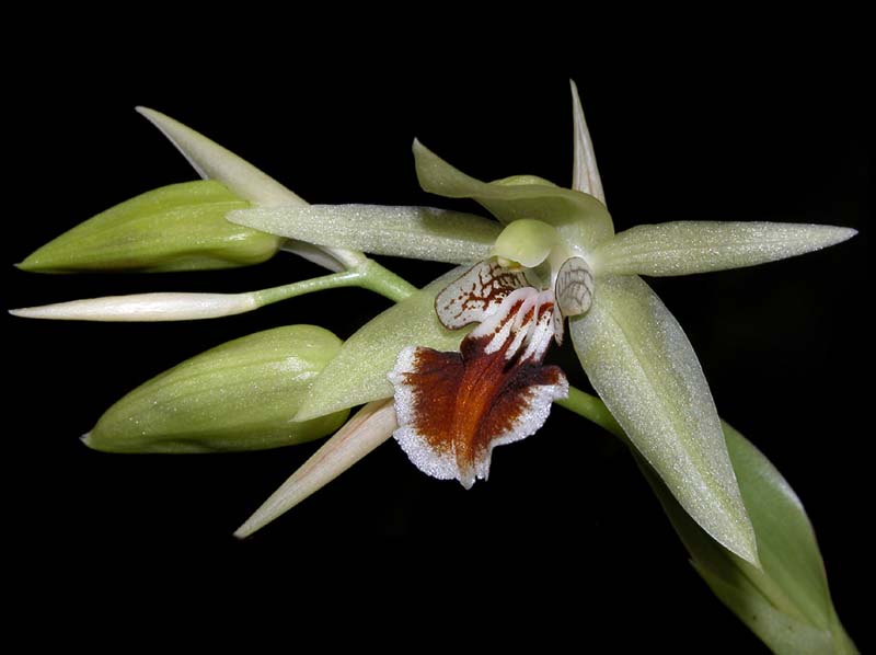 coelogyne_erikaense_ws_cd