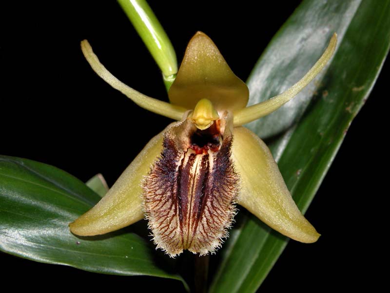 coelogyne_fimbriata2_cd