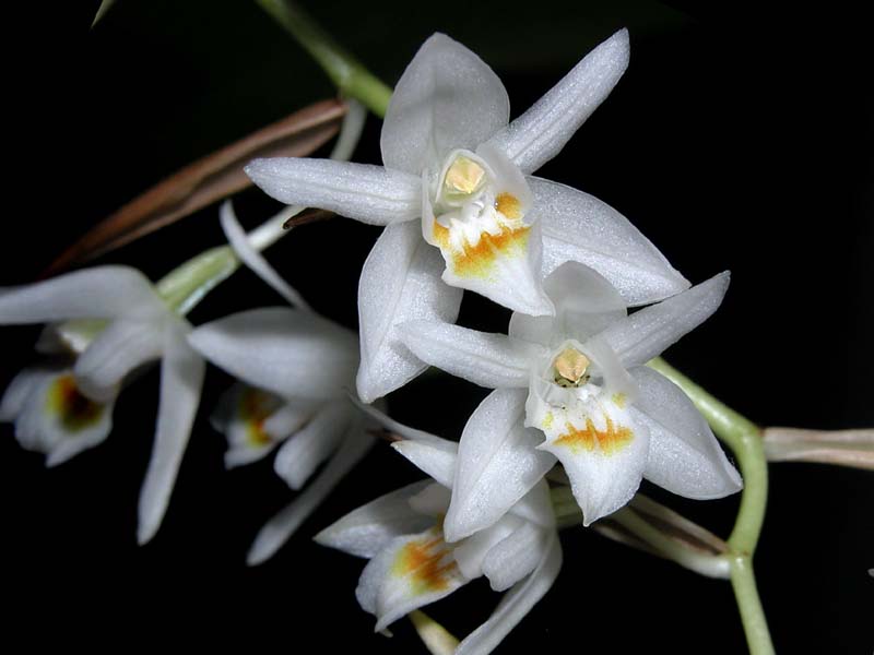 coelogyne_flexuosa_cd