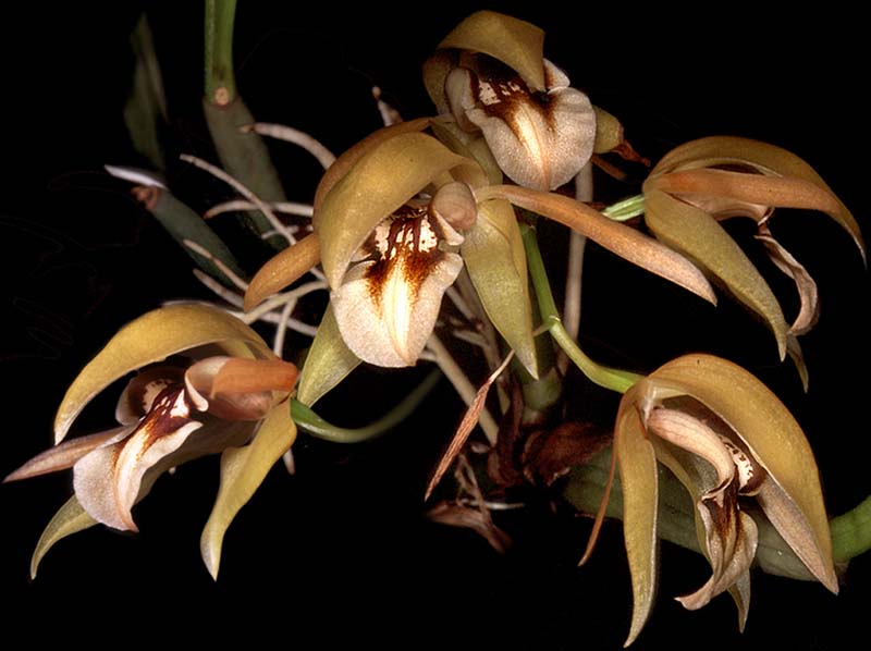 coelogyne_fuscescens_cd