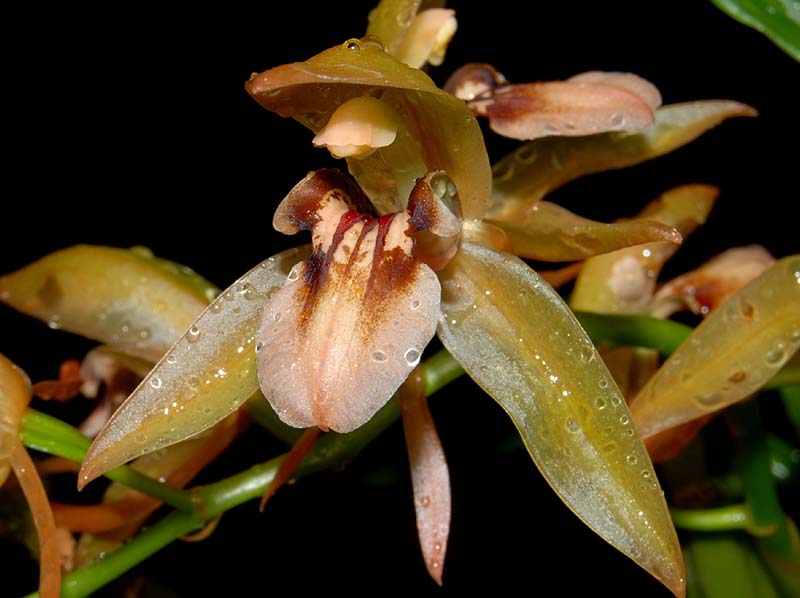 coelogyne_fuscescens_ws_cd