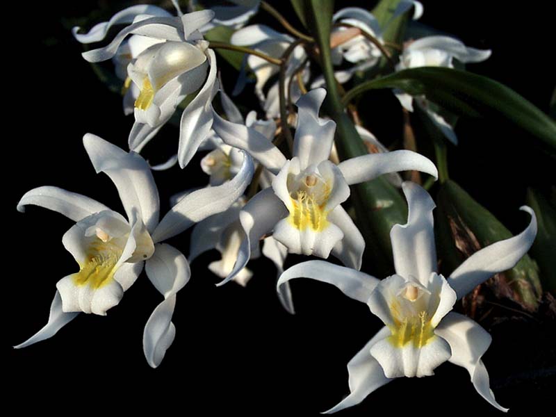 coelogyne_intermedia_cd