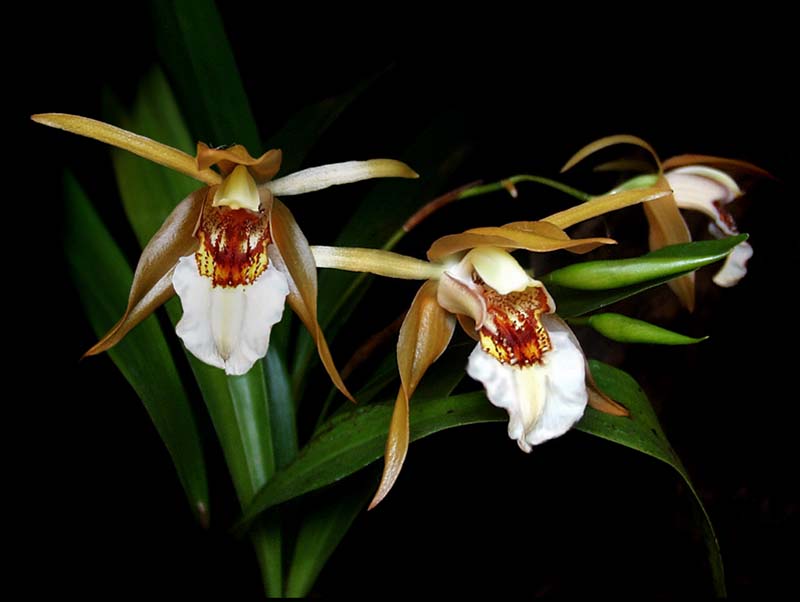 coelogyne_lawrenceana_cd