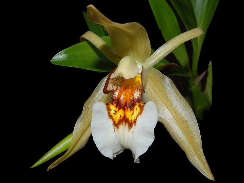 coelogyne_lawrenceana_fleuryi_ws_cd