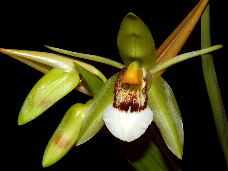 coelogyne_marmorata2_ws_cd