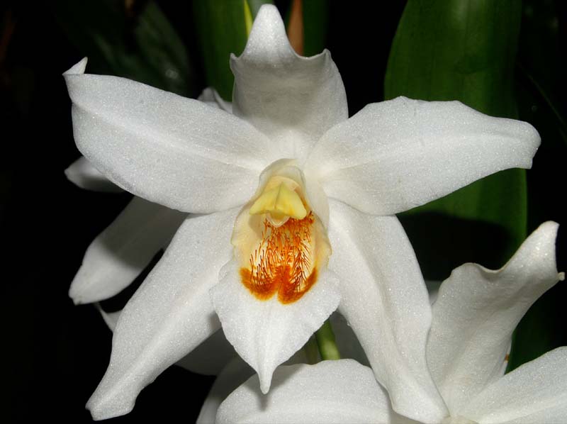 coelogyne_mooreana2_ws_cd