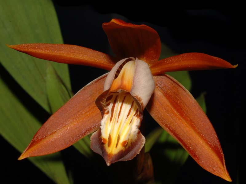 coelogyne_odoardi_ws_cd