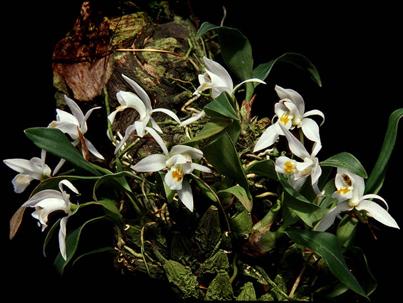 coelogyne_odoratissima_cd