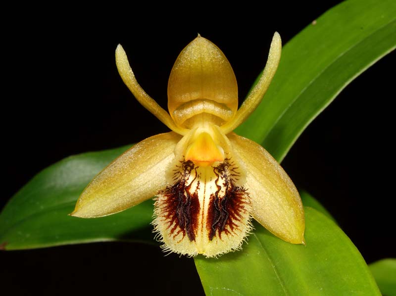 coelogyne_ovalis_ws_cd