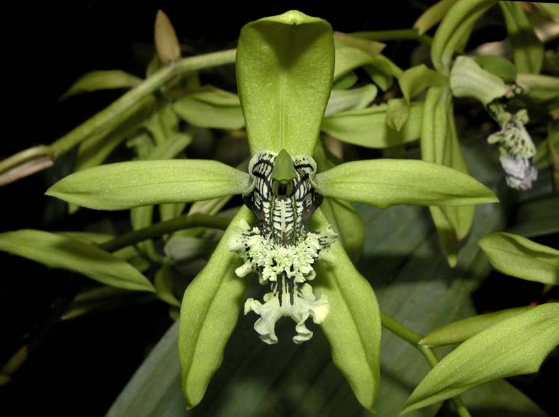 coelogyne_pandurata_ws_cd