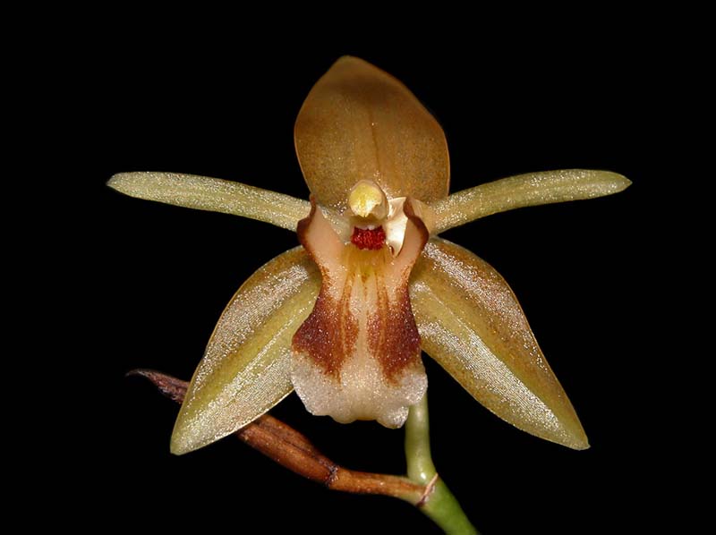 coelogyne_quinquelamellata_cd