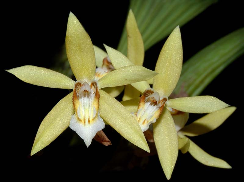 coelogyne_rochussenii_ws_cd