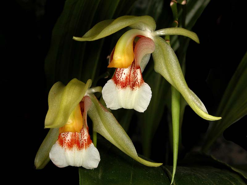 coelogyne_rumphii_cd