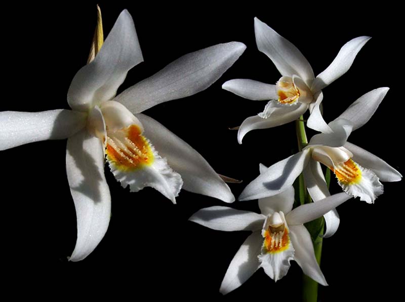 coelogyne_sanderae_cd