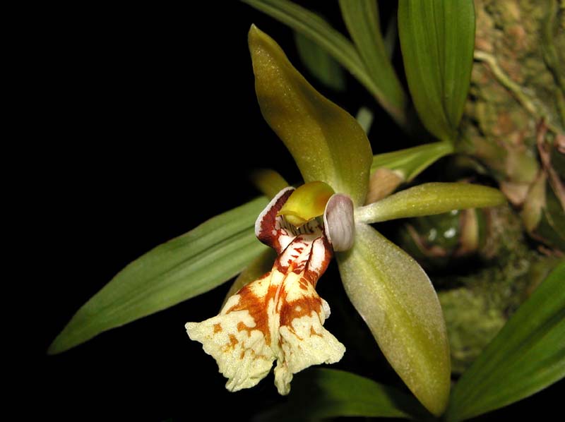 coelogyne_schilleriana_cd