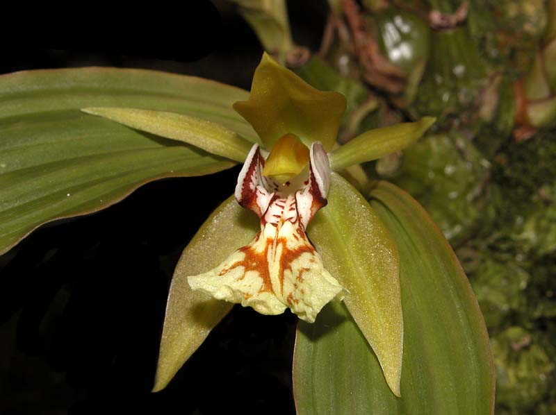 coelogyne_schilleriana_ws_cd