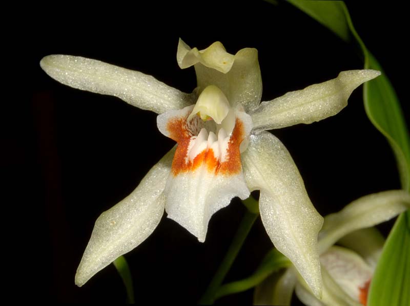 coelogyne_sparsa_ws_cd