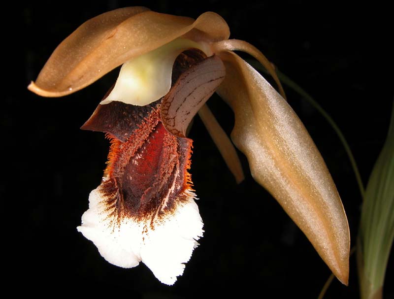 coelogyne_speciosa2_cd