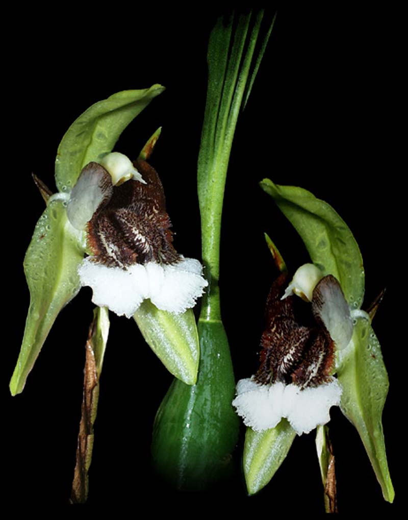 coelogyne_speciosa_cd