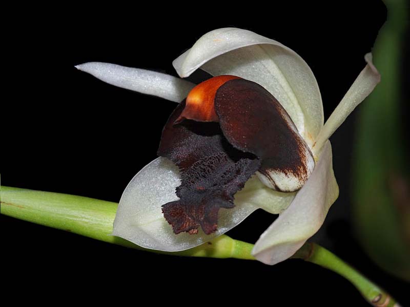 coelogyne_usitana_ip_cd