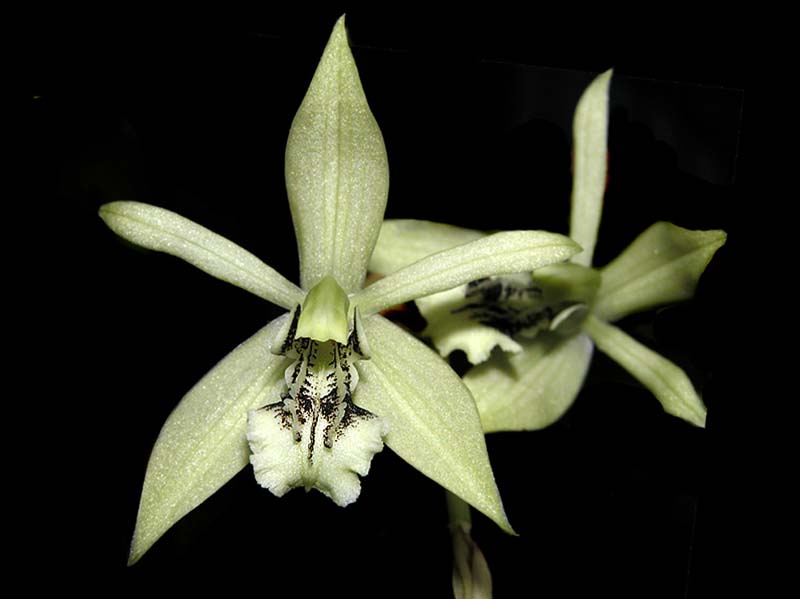 coelogyne_virescens2_cd