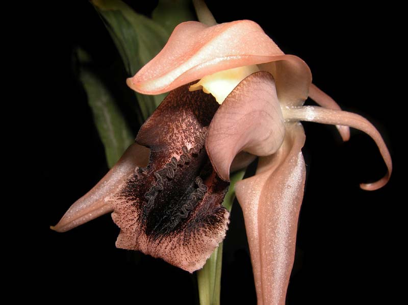 coelogyne_xyrekes_ws_cd