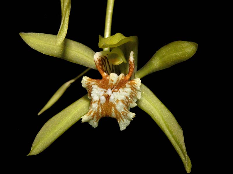 coelogyne_zurowetzii3_cd