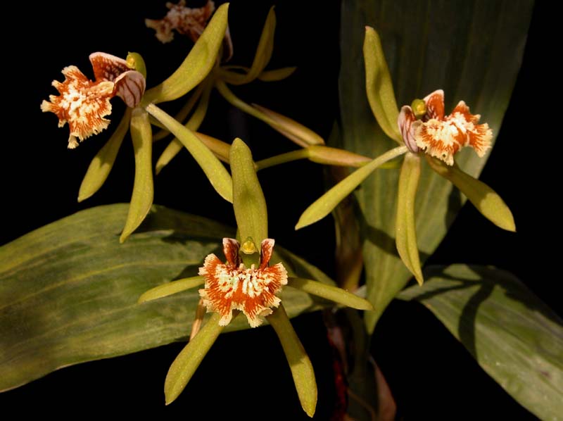 coelogyne_zurowetzii_cd