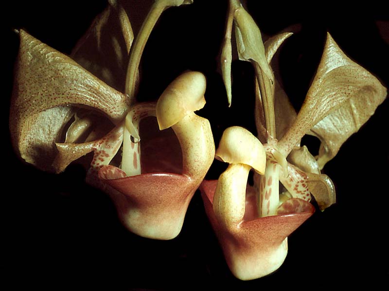 coryanthes_bergoldii_GG_cd