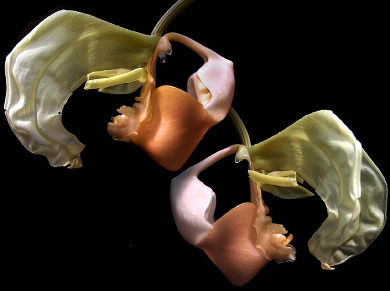 coryanthes_leucocorys_cd