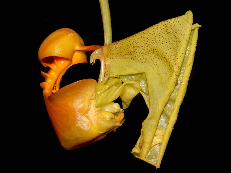 coryanthes_macrantha2_ws_cd