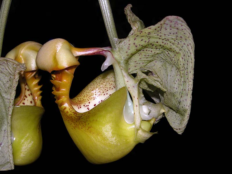 coryanthes_macrantha_ws_cd