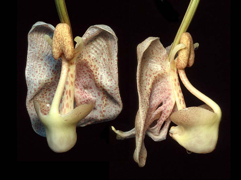 coryanthes_macrocorys_GG_cd