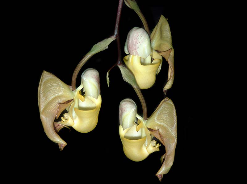 coryanthes_panamensis_GG_cd