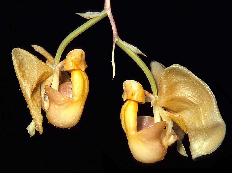 coryanthes_speciosa2_cd