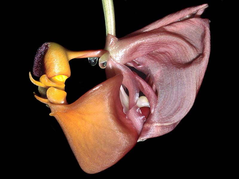 coryanthes_trifoliata_GG_cd