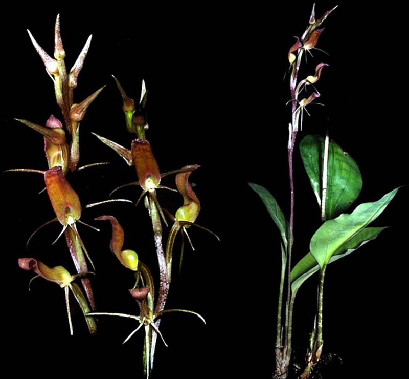 cryptostylis_javanica_cd