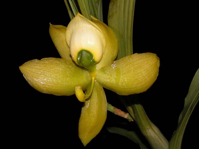 cycnoches_chlorochilon_cd